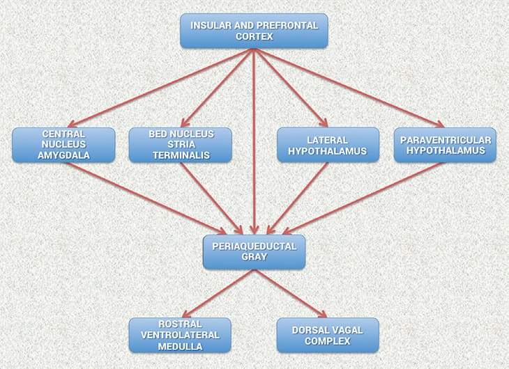 Heart Rate Variability